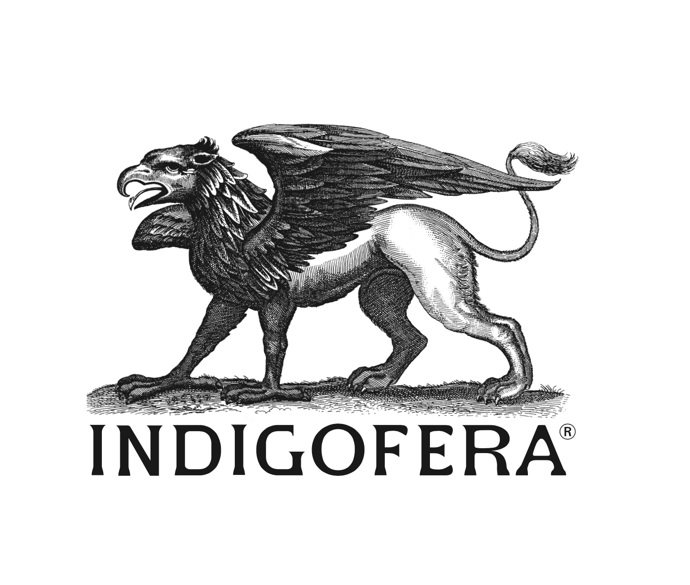 Indigofera